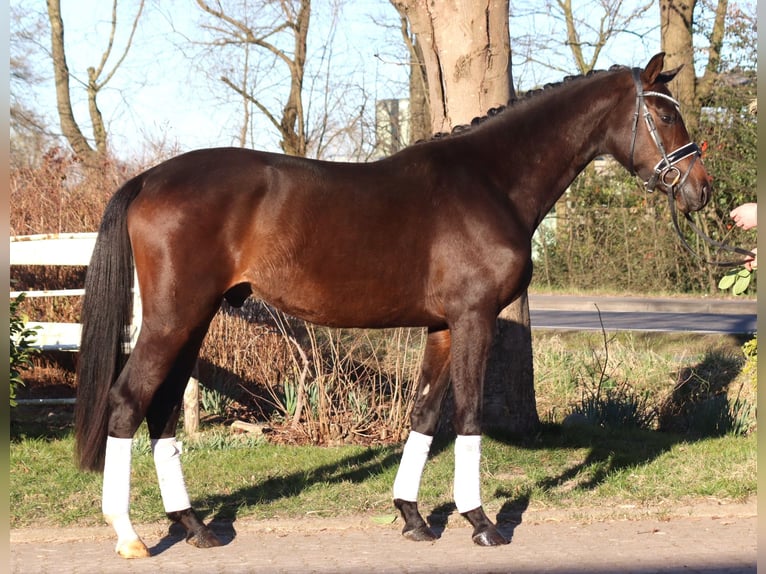 Trakehner Caballo castrado 3 años 165 cm in Selsingen