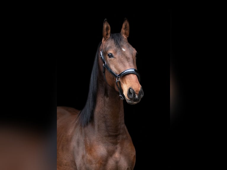 Trakehner Caballo castrado 3 años 165 cm in Niesky