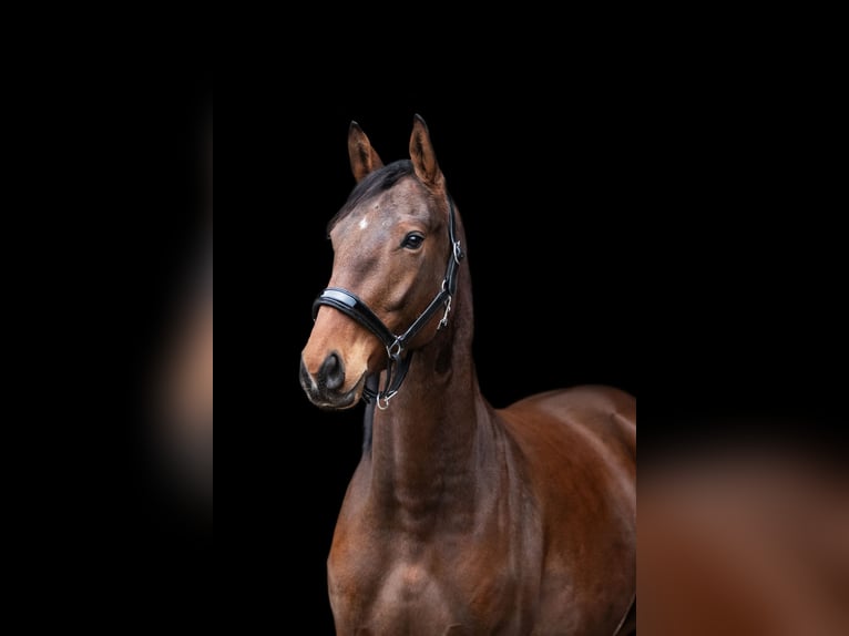 Trakehner Caballo castrado 3 años 165 cm in Niesky