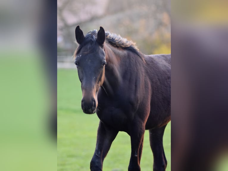 Trakehner Caballo castrado 3 años 165 cm Castaño oscuro in Königswinter