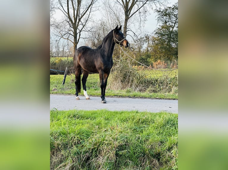 Trakehner Caballo castrado 3 años 165 cm Castaño oscuro in Ihlow LudwigsdorfIhlow