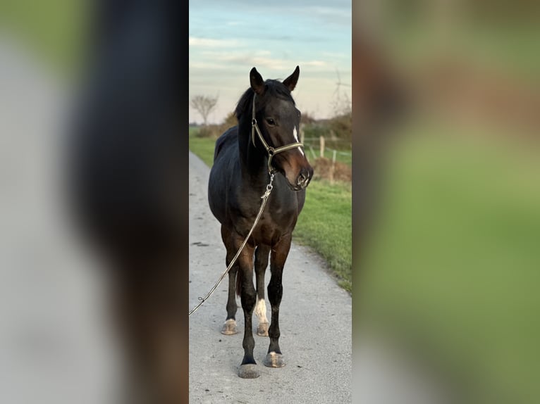 Trakehner Caballo castrado 3 años 165 cm Castaño oscuro in Ihlow LudwigsdorfIhlow