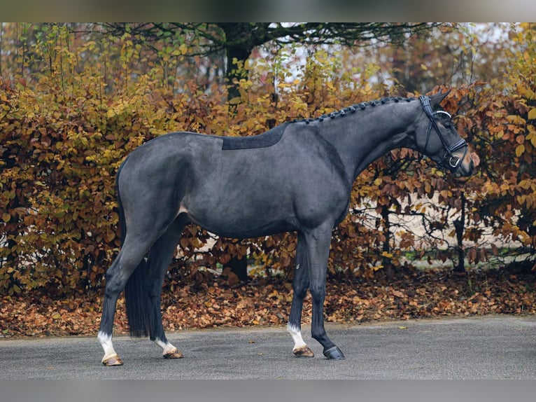 Trakehner Caballo castrado 3 años 165 cm Castaño oscuro in Neu&#xF6;tting