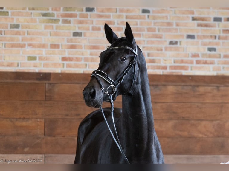 Trakehner Caballo castrado 3 años 165 cm Morcillo in Wolfhagen