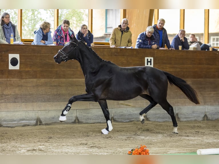 Trakehner Caballo castrado 3 años 165 cm Morcillo in Wolfhagen