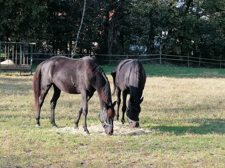 Trakehner Caballo castrado 3 años 165 cm Negro in Harsefeld