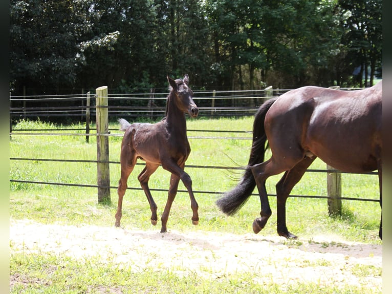 Trakehner Caballo castrado 3 años 165 cm Negro in Harsefeld