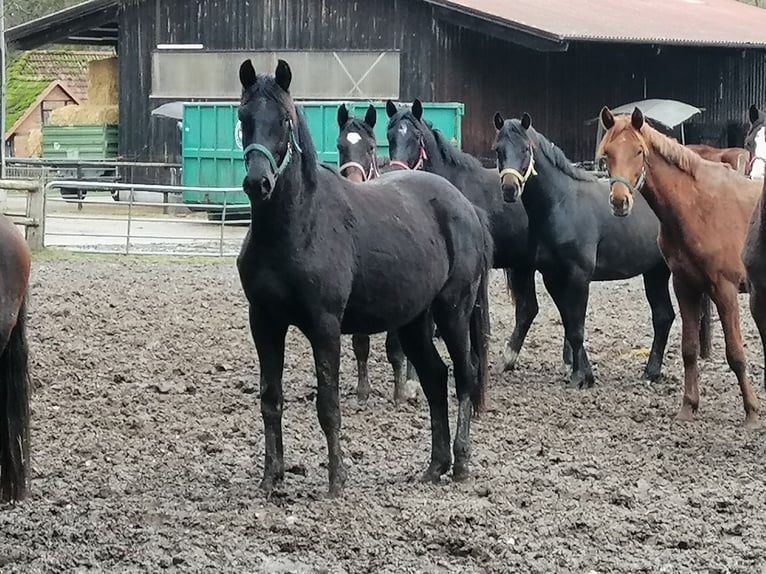 Trakehner Caballo castrado 3 años 165 cm Negro in Harsefeld