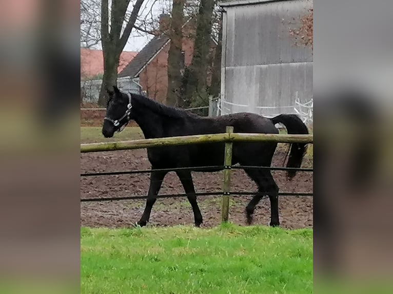 Trakehner Caballo castrado 3 años 165 cm Negro in Harsefeld