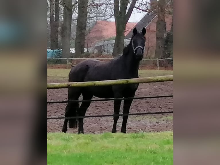 Trakehner Caballo castrado 3 años 165 cm Negro in Harsefeld