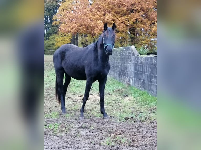 Trakehner Caballo castrado 3 años 165 cm Negro in Harsefeld