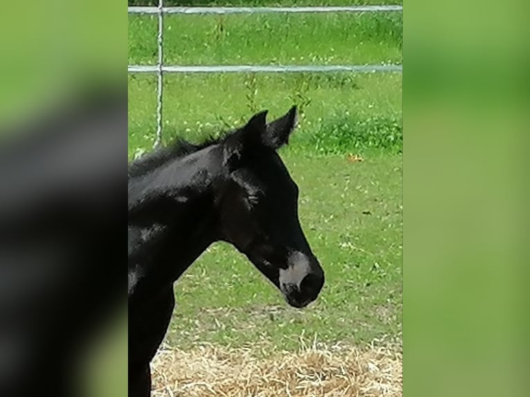 Trakehner Caballo castrado 3 años 165 cm Negro in Harsefeld