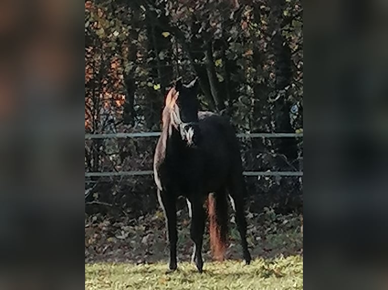 Trakehner Caballo castrado 3 años 165 cm Negro in Harsefeld