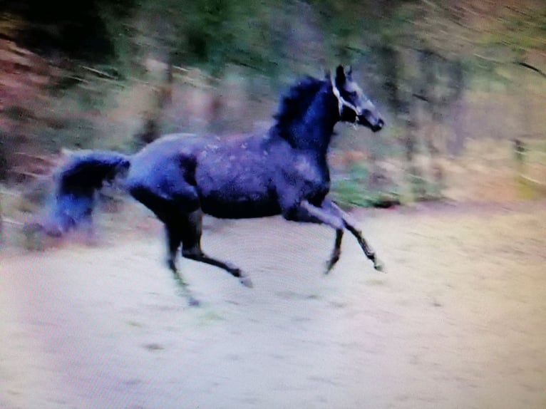 Trakehner Caballo castrado 3 años 165 cm Negro in Harsefeld