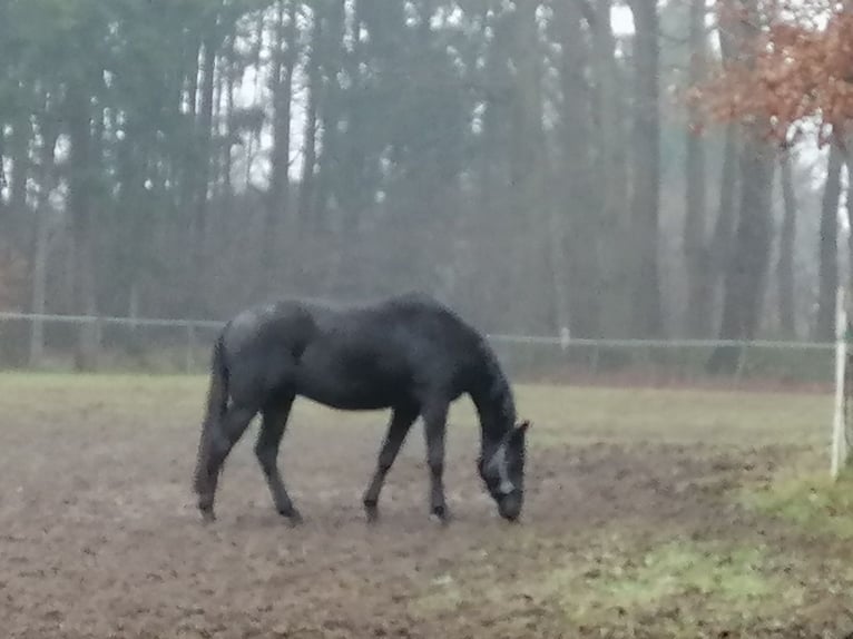 Trakehner Caballo castrado 3 años 165 cm Negro in Harsefeld