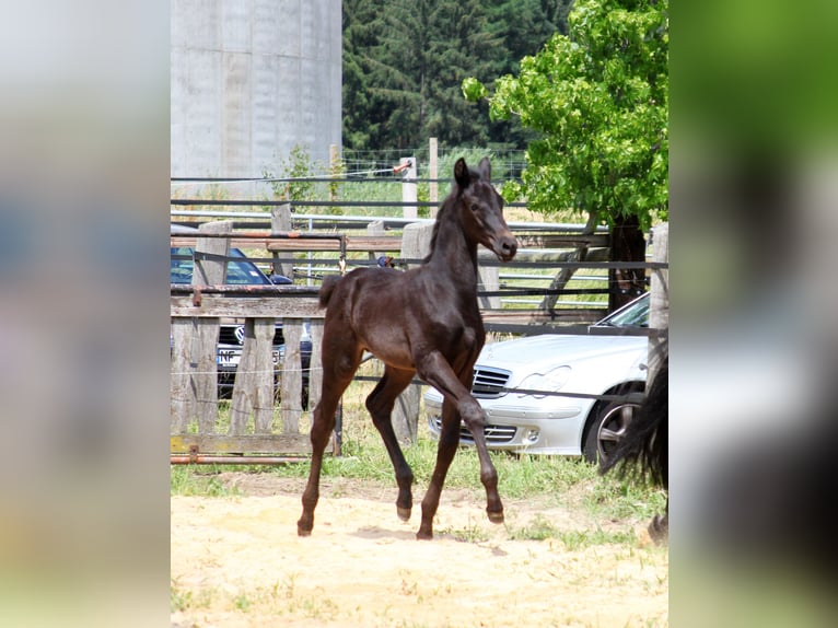 Trakehner Caballo castrado 3 años 165 cm Negro in Harsefeld