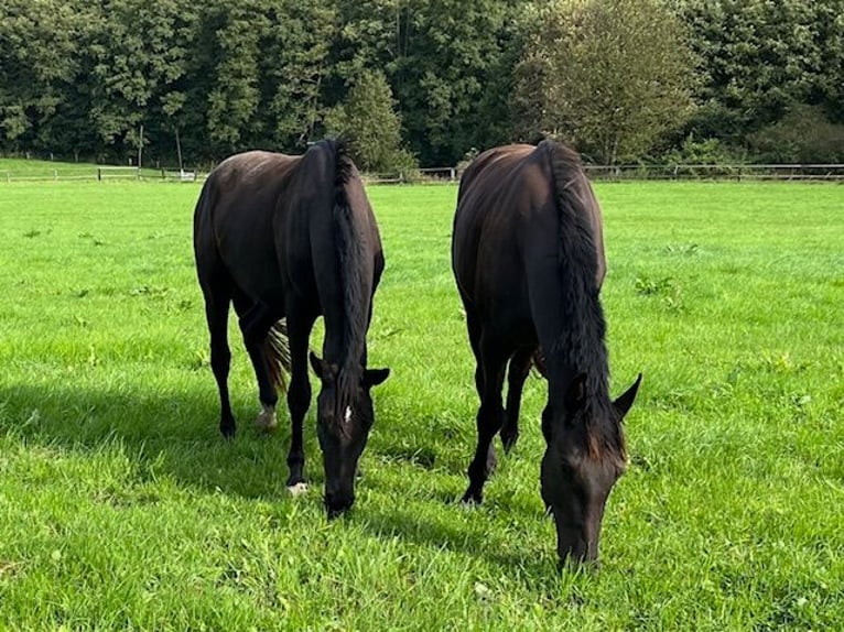 Trakehner Caballo castrado 3 años 165 cm Negro in Schwerte