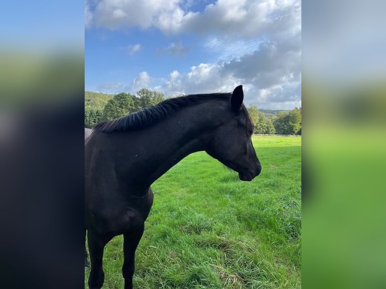 Trakehner Caballo castrado 3 años 165 cm Negro in Schwerte