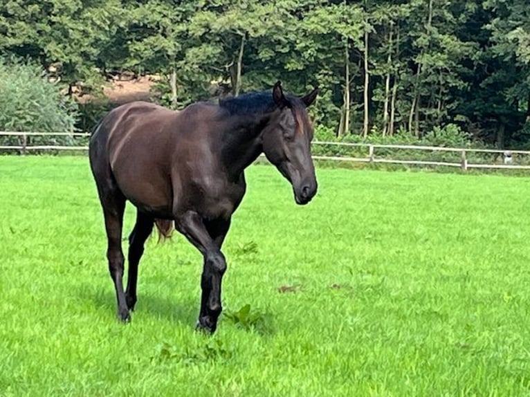 Trakehner Caballo castrado 3 años 165 cm Negro in Schwerte