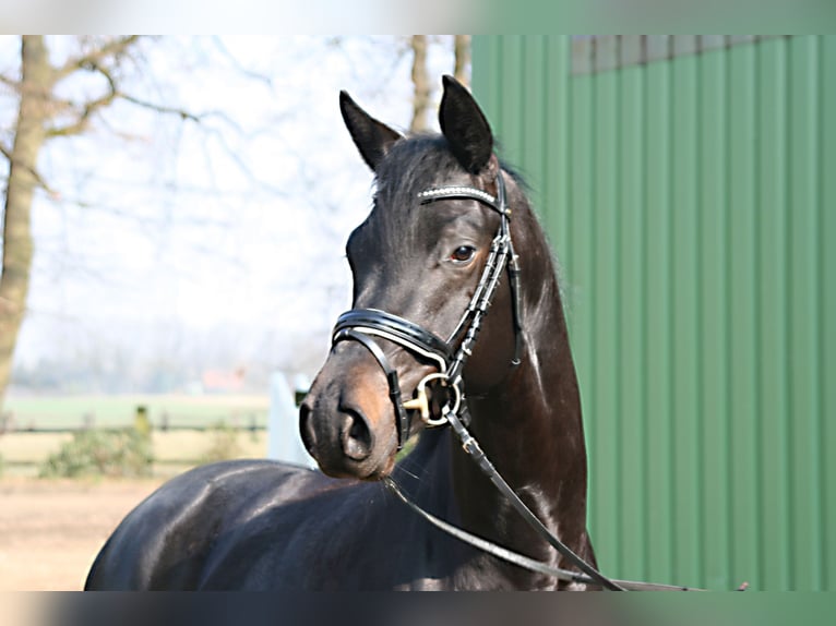 Trakehner Caballo castrado 3 años 166 cm Castaño oscuro in Suhlendorf