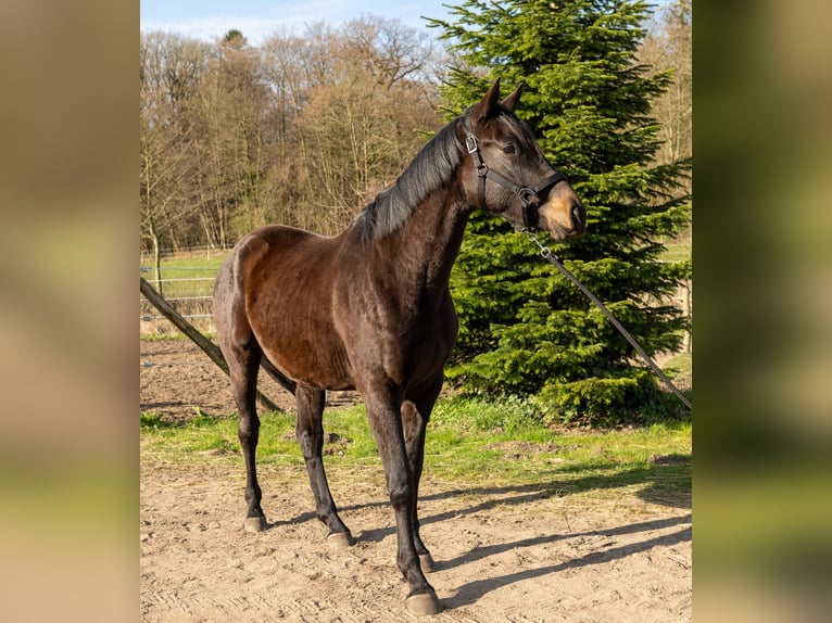Trakehner Caballo castrado 3 años 166 cm Morcillo in Nübbel