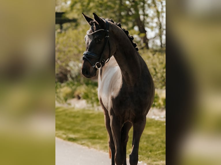 Trakehner Caballo castrado 3 años 166 cm Morcillo in Nidderau