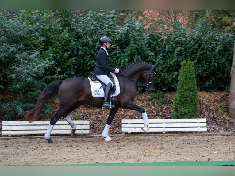 Trakehner Caballo castrado 3 años 166 cm Negro in Neumünster