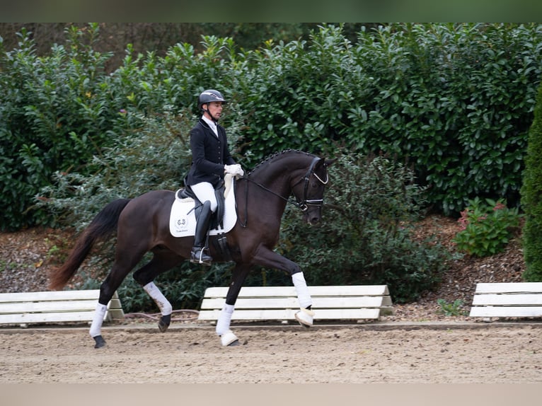 Trakehner Caballo castrado 3 años 166 cm Negro in Neumünster