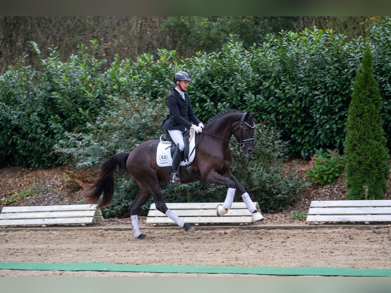 Trakehner Caballo castrado 3 años 166 cm Negro in Neumünster