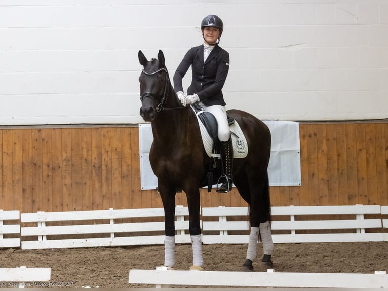 Trakehner Caballo castrado 3 años 166 cm Negro in Neumünster