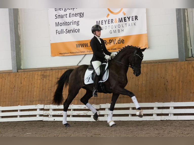 Trakehner Caballo castrado 3 años 166 cm Negro in Neumünster