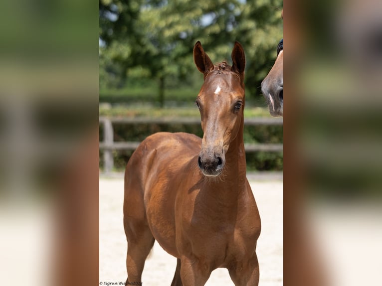 Trakehner Caballo castrado 3 años 167 cm Alazán in Löbau