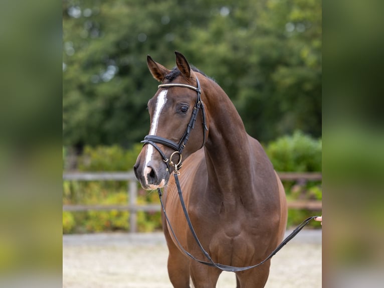 Trakehner Caballo castrado 3 años 167 cm Castaño in Bendorf