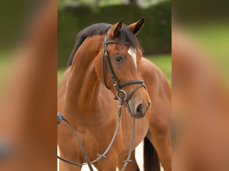 Trakehner Caballo castrado 3 años 167 cm Castaño in Wolfhagen