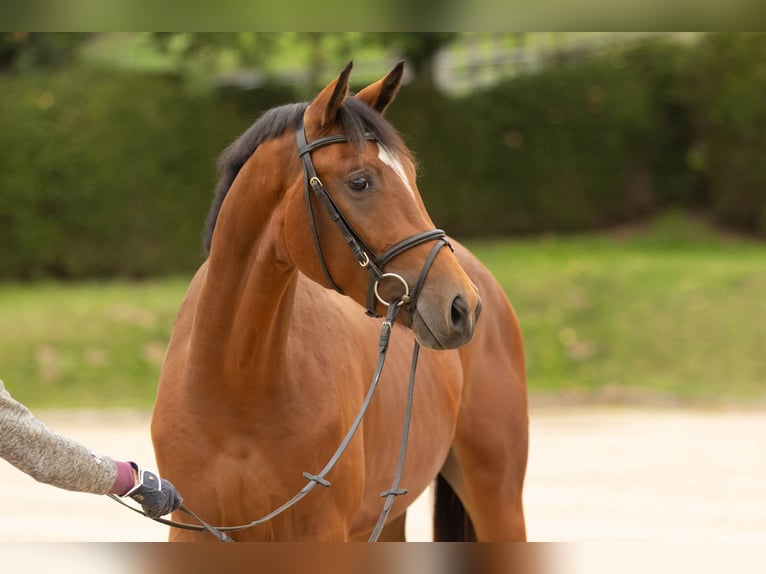 Trakehner Caballo castrado 3 años 167 cm Castaño in Wolfhagen