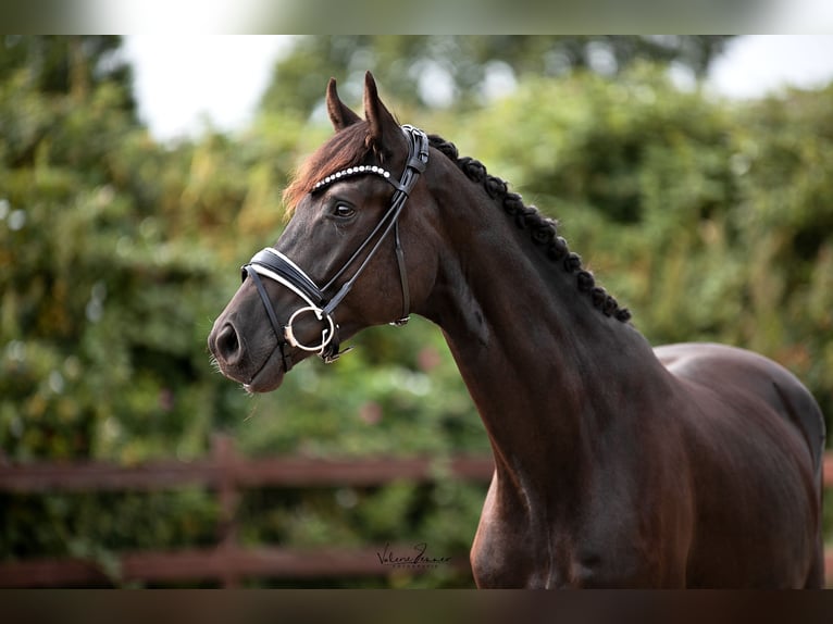 Trakehner Caballo castrado 3 años 167 cm Negro in Blekendorf