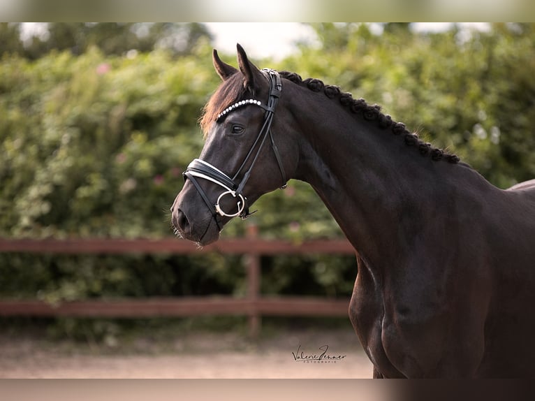 Trakehner Caballo castrado 3 años 167 cm Negro in Blekendorf