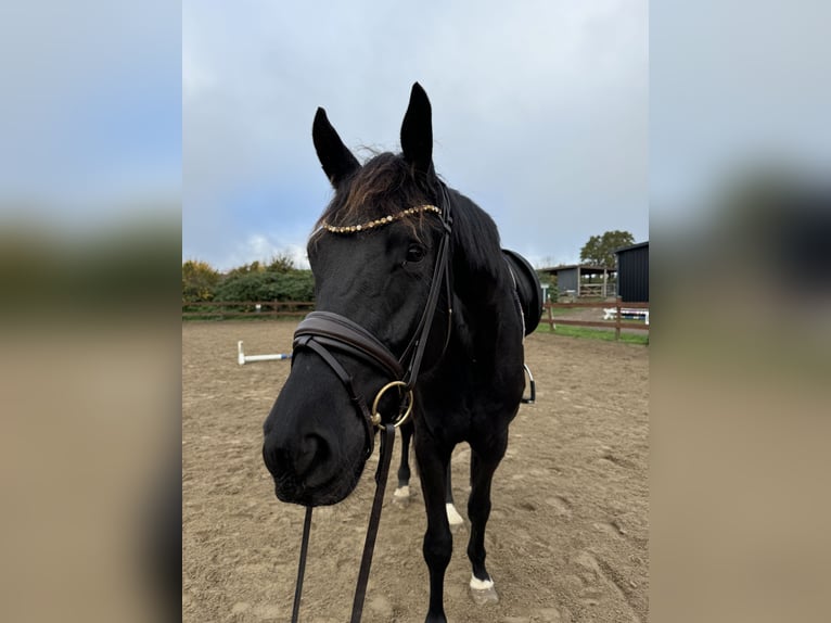 Trakehner Caballo castrado 3 años 167 cm Negro in Blekendorf