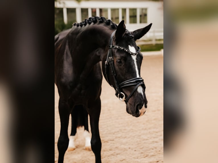 Trakehner Caballo castrado 3 años 167 cm Negro in Nidderau