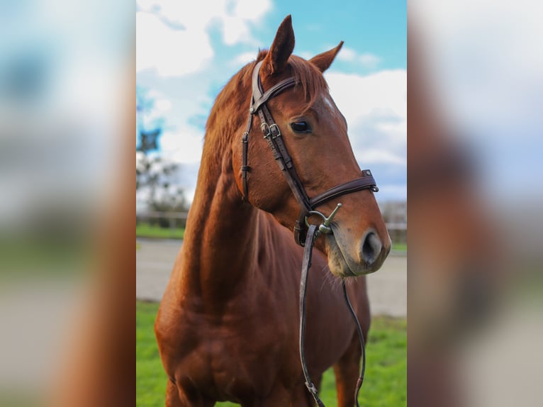 Trakehner Caballo castrado 3 años 168 cm Alazán in Pommerit-le-Vicomte