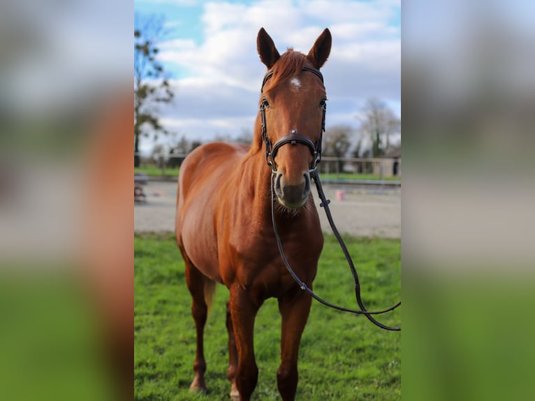 Trakehner Caballo castrado 3 años 168 cm Alazán in Vechta