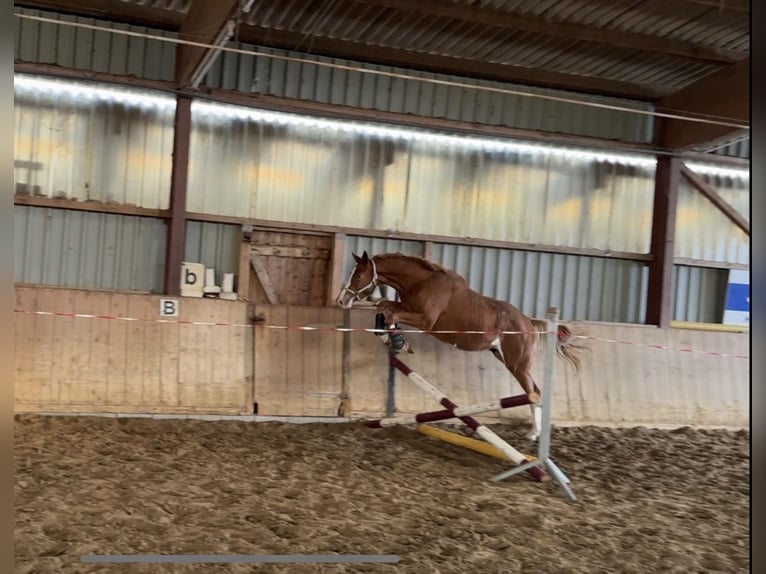 Trakehner Caballo castrado 3 años 168 cm Alazán in Emmerthal