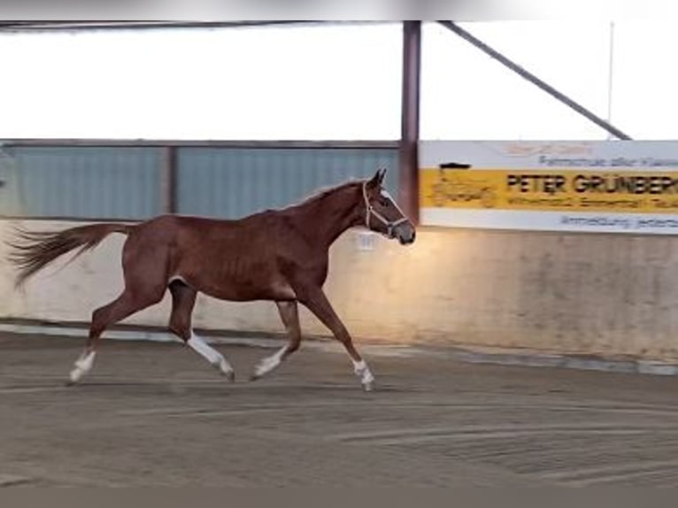 Trakehner Caballo castrado 3 años 168 cm Alazán in Emmerthal