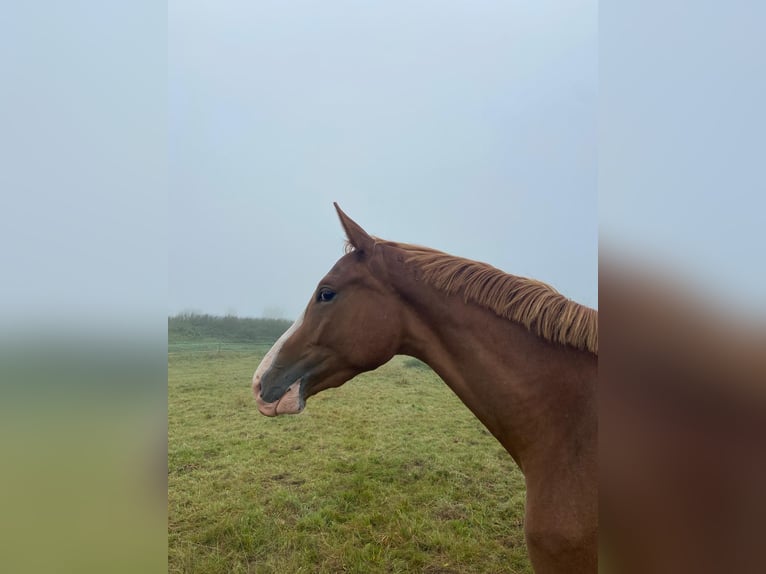 Trakehner Caballo castrado 3 años 168 cm Alazán in Emmerthal