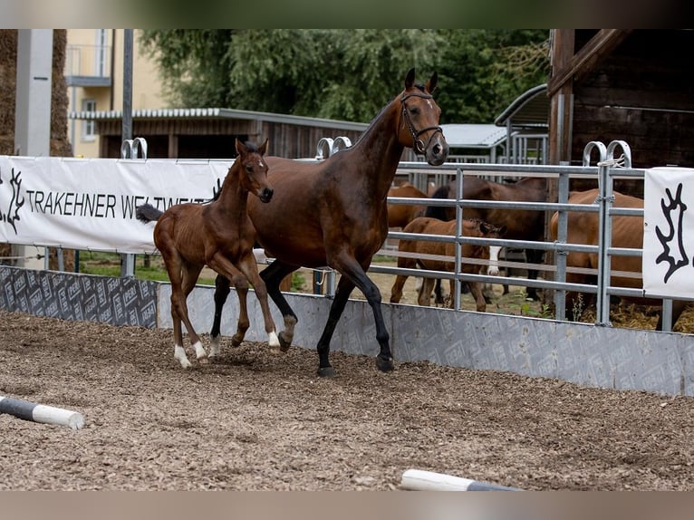 Trakehner Caballo castrado 3 años 168 cm Castaño in Günzburg