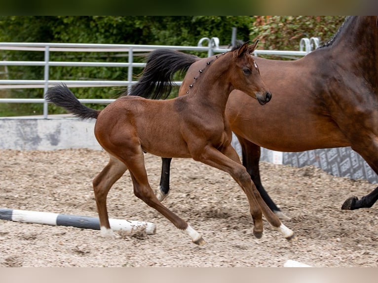 Trakehner Caballo castrado 3 años 168 cm Castaño in Günzburg