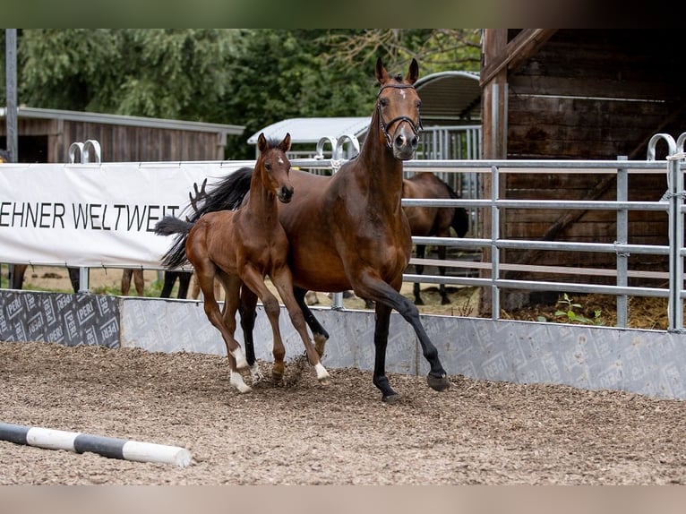 Trakehner Caballo castrado 3 años 168 cm Castaño in Günzburg