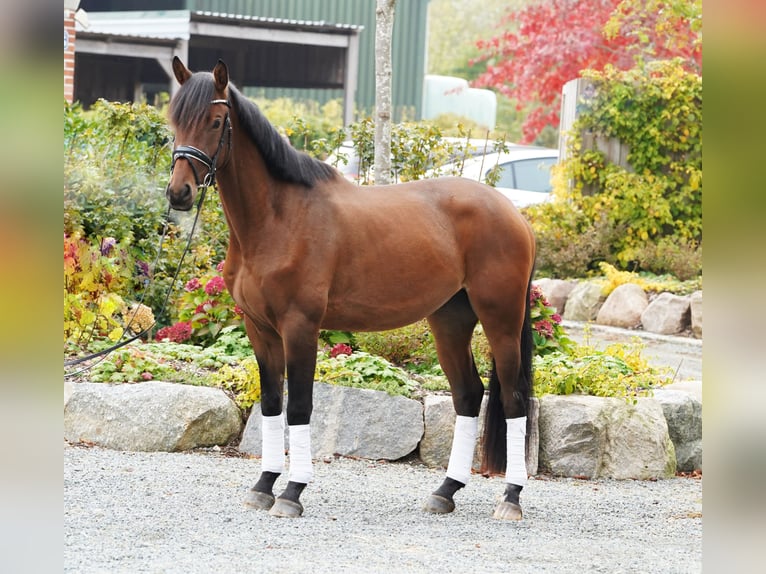 Trakehner Caballo castrado 3 años 168 cm Castaño in Hohenfelde