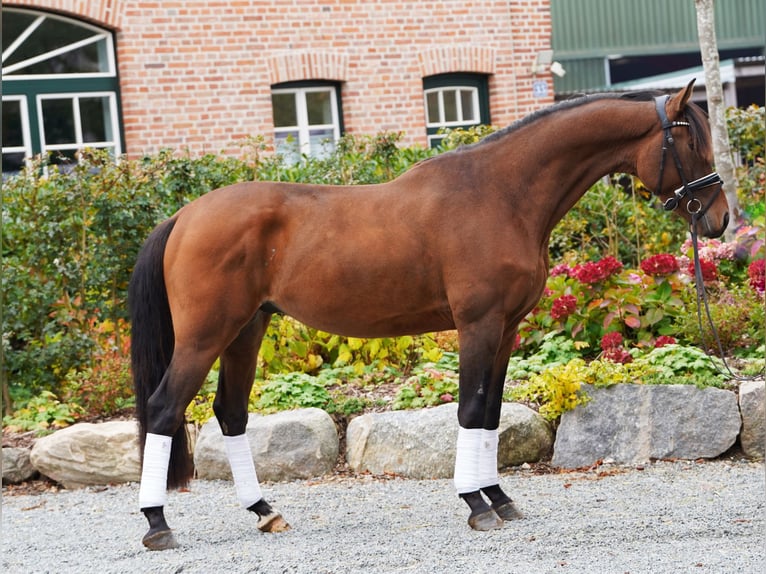 Trakehner Caballo castrado 3 años 168 cm Castaño in Hohenfelde