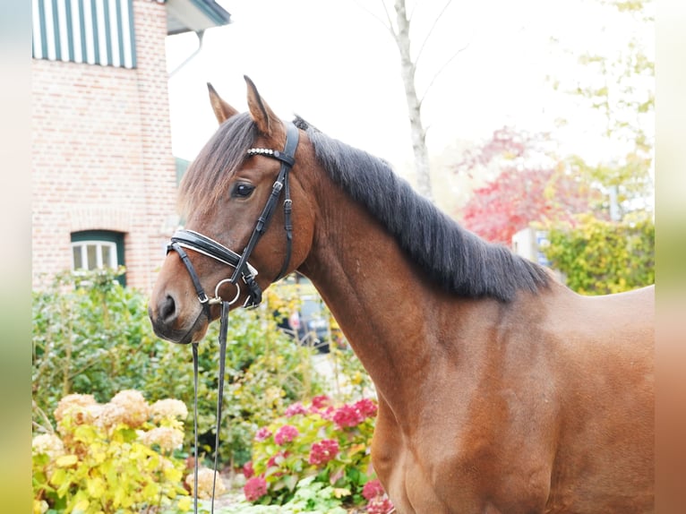 Trakehner Caballo castrado 3 años 168 cm Castaño in Hohenfelde